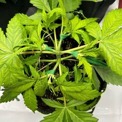 Purple Lemonade Auto growlog photo: Training