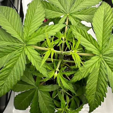 Amnesia growlog photo: Training
