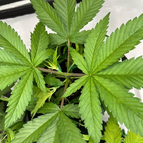 Purple Punch growlog photo: Unfall bei einem neuem Trieb