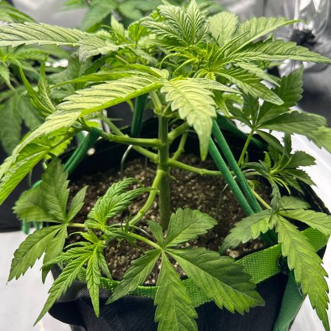 Purple Lemonade Auto growlog timeline photo
