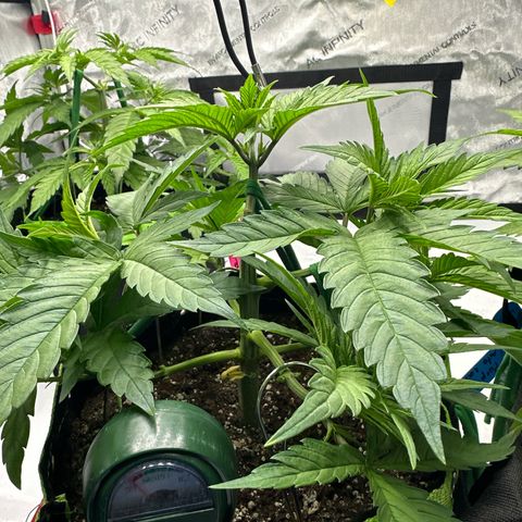 Purple Punch growlog timeline photo