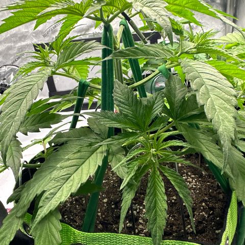 Amnesia growlog timeline photo