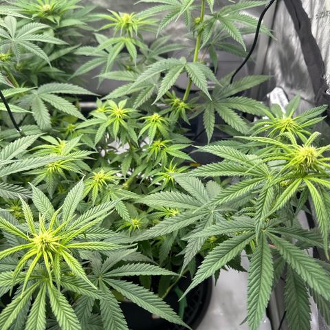 Amnesia growlog timeline photo