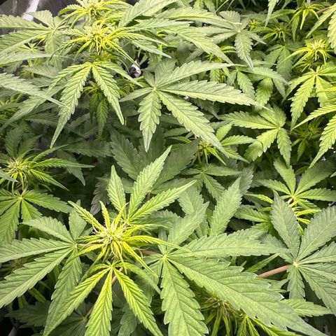 Purple Lemonade Auto growlog timeline photo