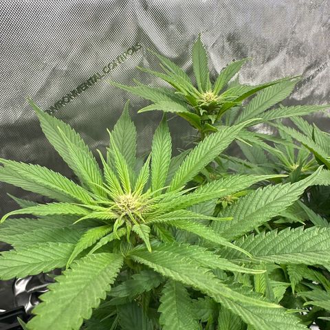 Purple Punch growlog timeline photo