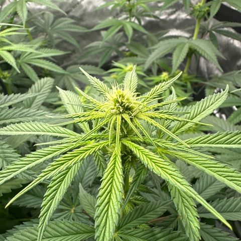 Amnesia growlog timeline photo