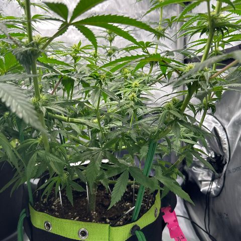 Amnesia growlog timeline photo
