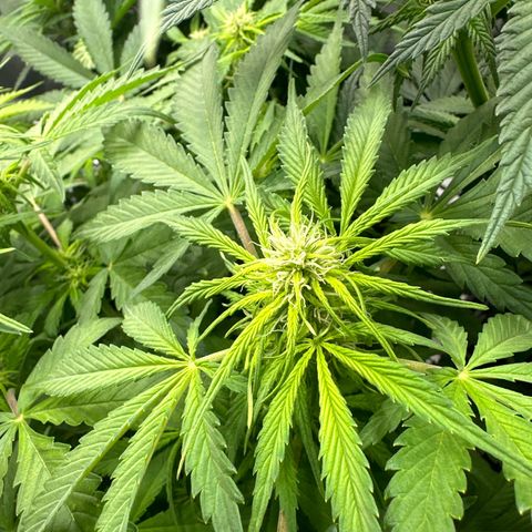 Purple Lemonade Auto growlog timeline photo