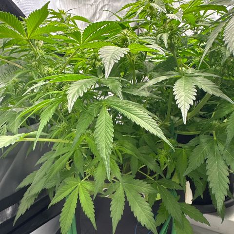 Purple Lemonade Auto growlog timeline photo