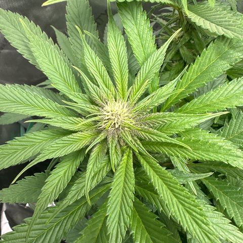 Purple Punch growlog timeline photo