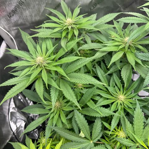 Purple Punch growlog timeline photo