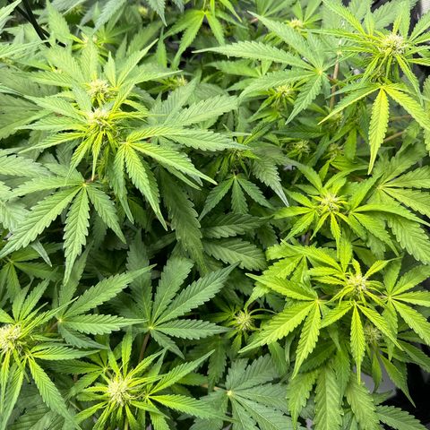 Purple Lemonade Auto growlog timeline photo