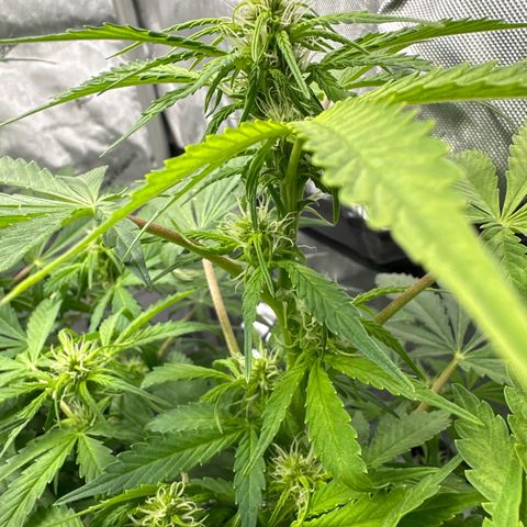 Purple Lemonade Auto growlog timeline photo