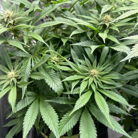 Purple Punch growlog timeline photo