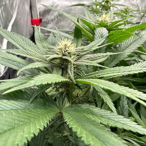 Purple Punch growlog timeline photo