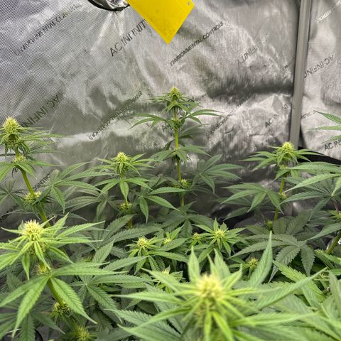 Amnesia growlog timeline photo