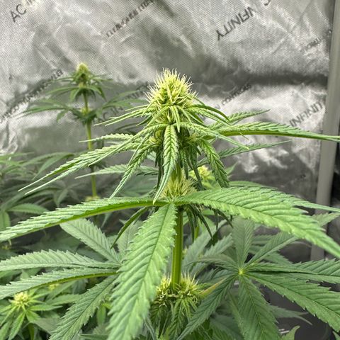Amnesia growlog timeline photo