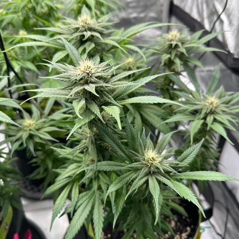 Purple Punch growlog photo: Lolli Popping