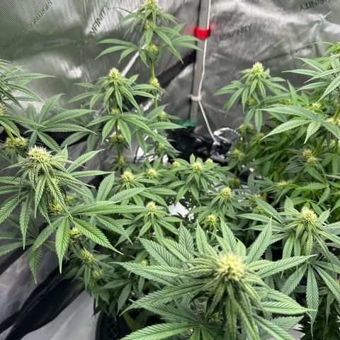 Amnesia growlog photo: Lollipopping