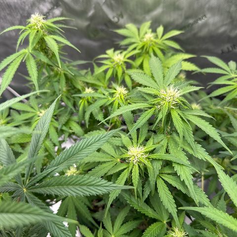 Purple Lemonade Auto growlog photo: Lollipopping