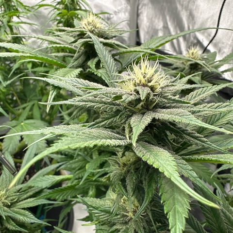 Purple Punch growlog timeline photo