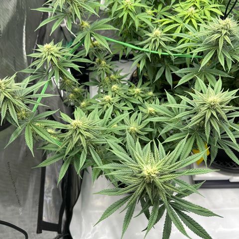 Amnesia growlog timeline photo
