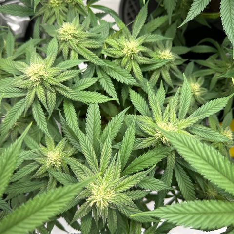 Amnesia growlog timeline photo