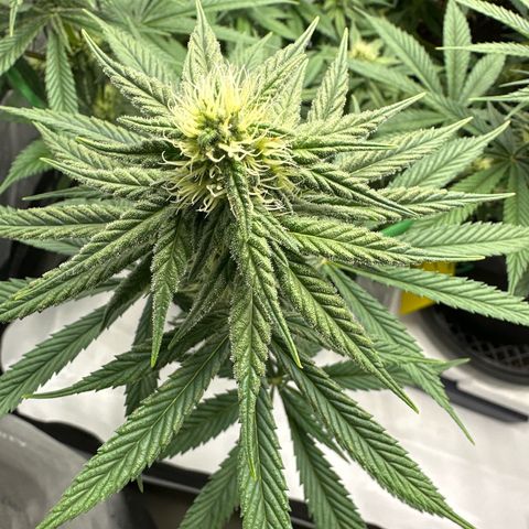 Amnesia growlog timeline photo