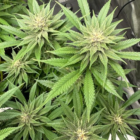 Purple Punch growlog timeline photo