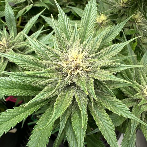 Purple Punch growlog timeline photo