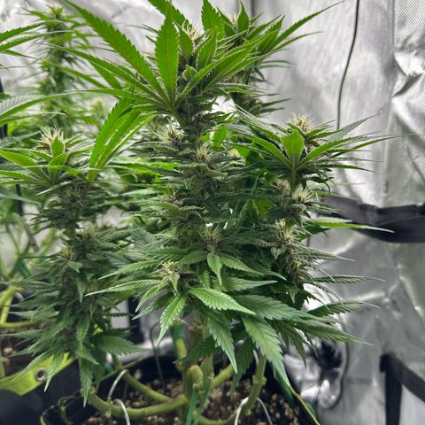 Purple Punch growlog timeline photo
