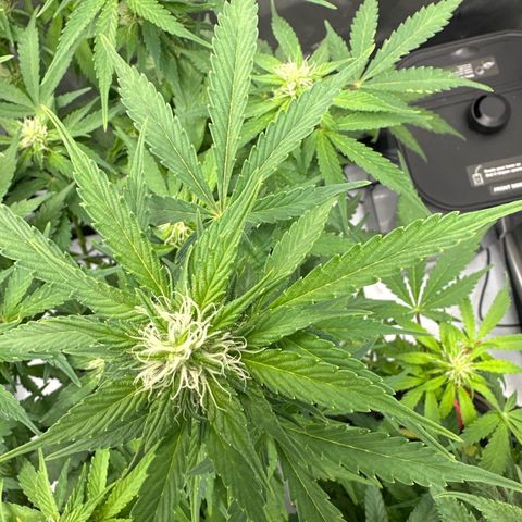 Purple Lemonade Auto growlog timeline photo
