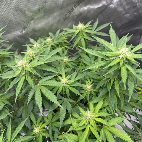 Purple Lemonade Auto growlog timeline photo
