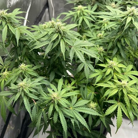 Purple Lemonade Auto growlog timeline photo