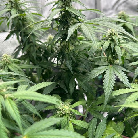 Purple Lemonade Auto growlog timeline photo