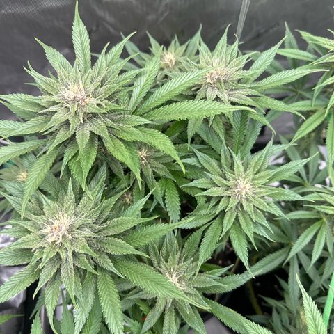 Purple Punch growlog timeline photo