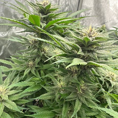 Purple Punch growlog timeline photo