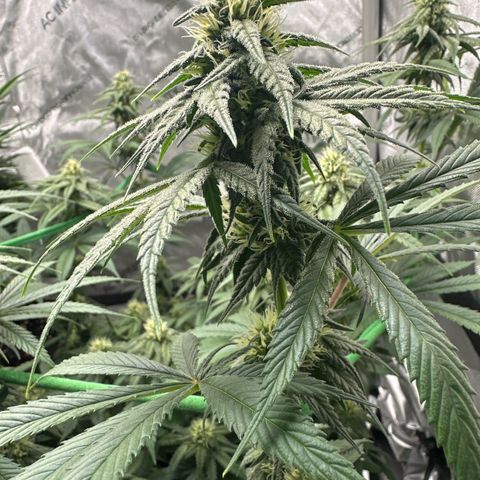 Amnesia growlog timeline photo
