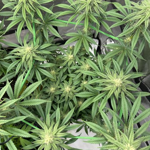 Amnesia growlog timeline photo
