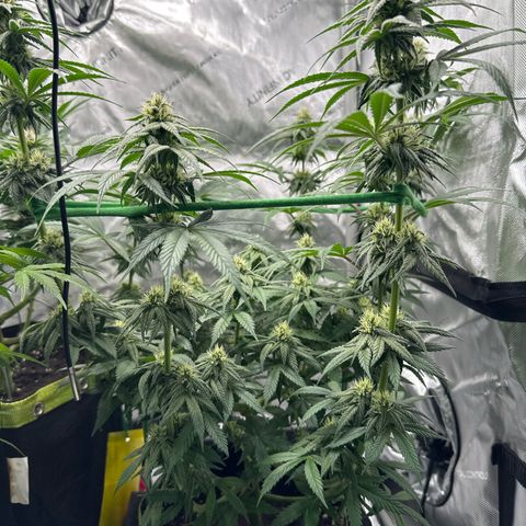 Amnesia growlog timeline photo