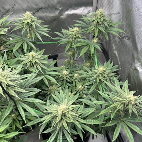 Amnesia growlog timeline photo