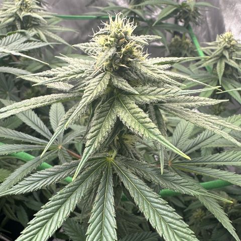 Amnesia growlog timeline photo
