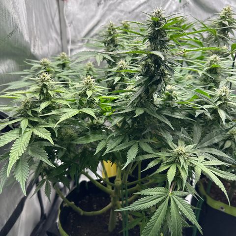 Purple Lemonade Auto growlog timeline photo