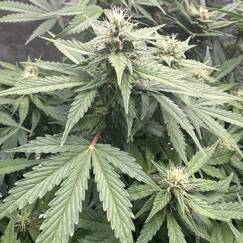 Purple Lemonade Auto growlog timeline photo