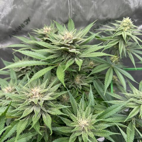 Purple Punch growlog timeline photo