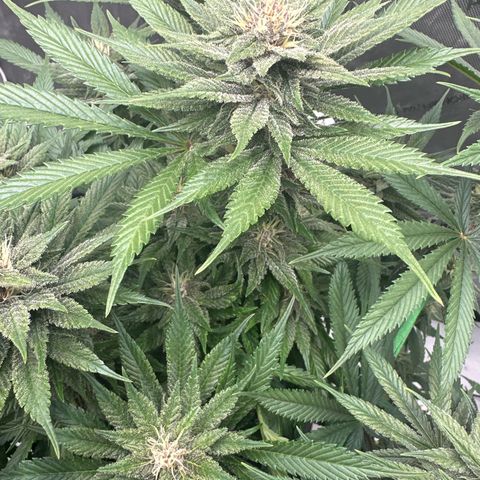 Purple Punch growlog timeline photo