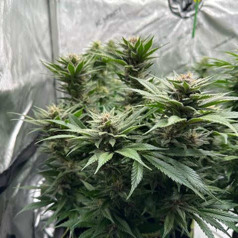 Purple Punch growlog timeline photo