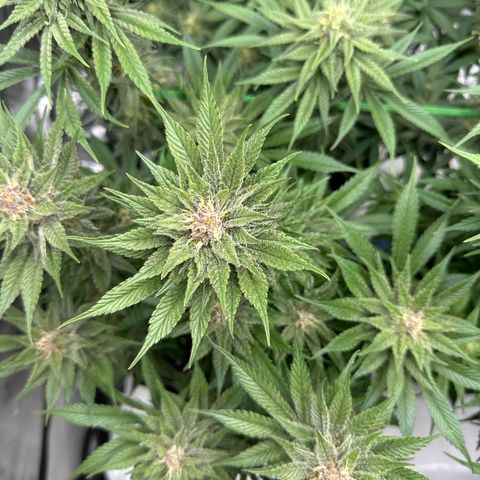 Purple Punch growlog timeline photo