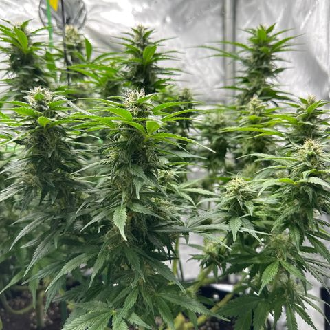 Purple Lemonade Auto growlog timeline photo
