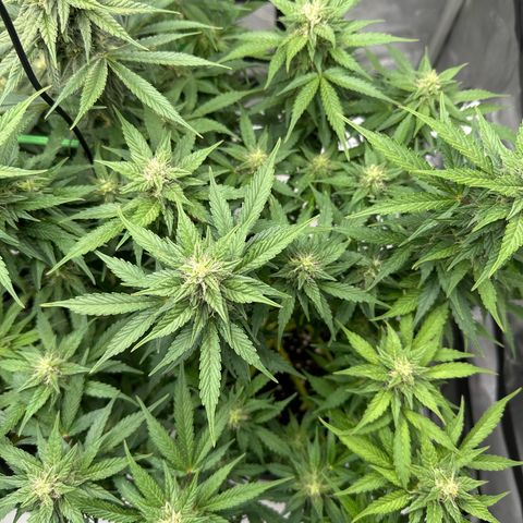 Purple Lemonade Auto growlog timeline photo